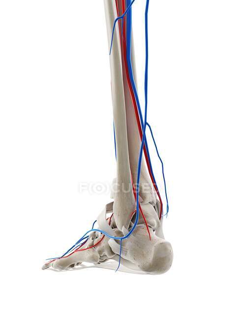 Vasos sanguíneos del pie, ilustración por ordenador - foto de stock