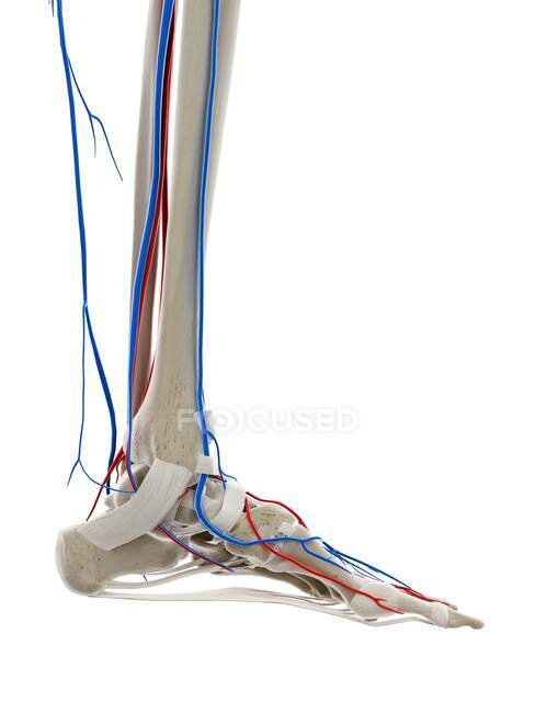 Vasos sanguíneos do pé, ilustração do computador — Fotografia de Stock
