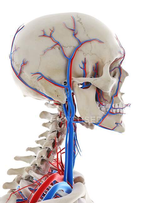 Кровоносні судини голови, комп'ютерний приклад. — стокове фото