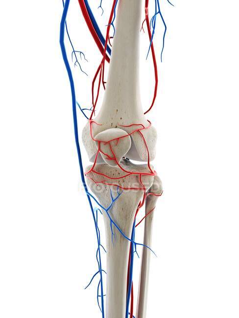 Vasos sanguíneos de la rodilla, ilustración por computadora - foto de stock