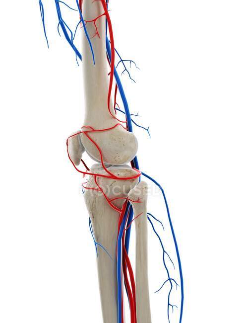 Кровеносные сосуды колена, компьютерная иллюстрация — стоковое фото