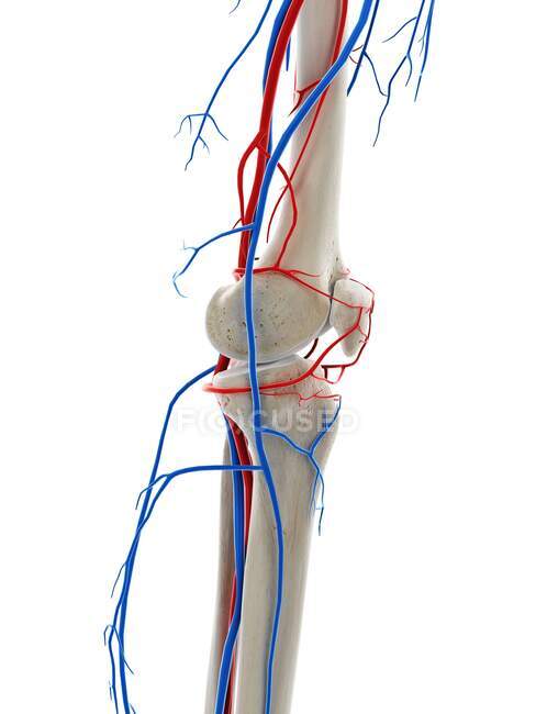 Blood vessels of the knee, computer illustration — Stock Photo