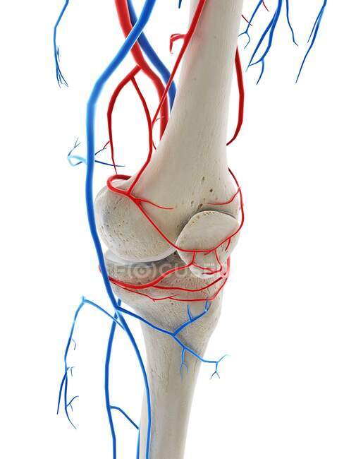 Vasi sanguigni del ginocchio, illustrazione del computer — Foto stock