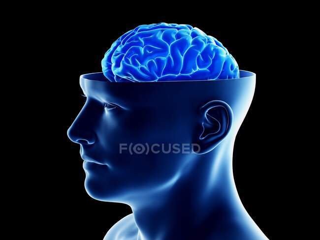 Human Brain, computer illustration — Stock Photo