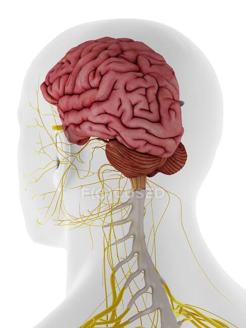 Human Brain, computer illustration — Stock Photo