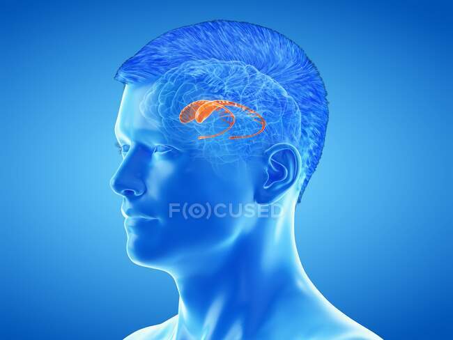 Caudate nucleus of the brain, computer illustration — Stock Photo