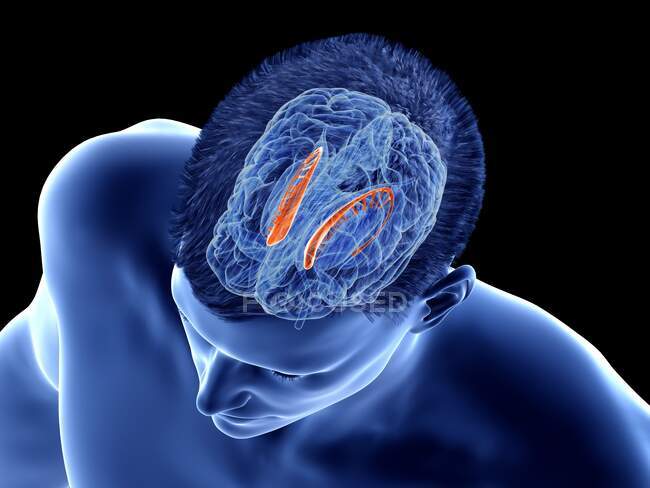 Caudate nucleus of the brain, computer illustration — Stock Photo