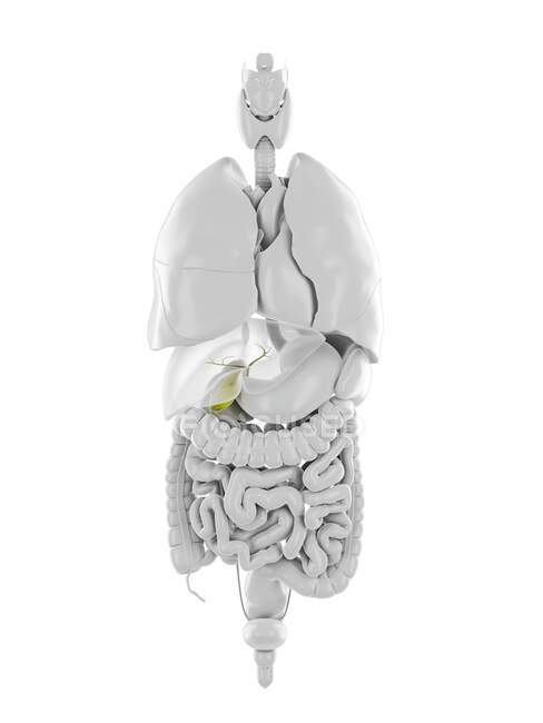 Vesícula biliar humana, ilustração computacional — Fotografia de Stock