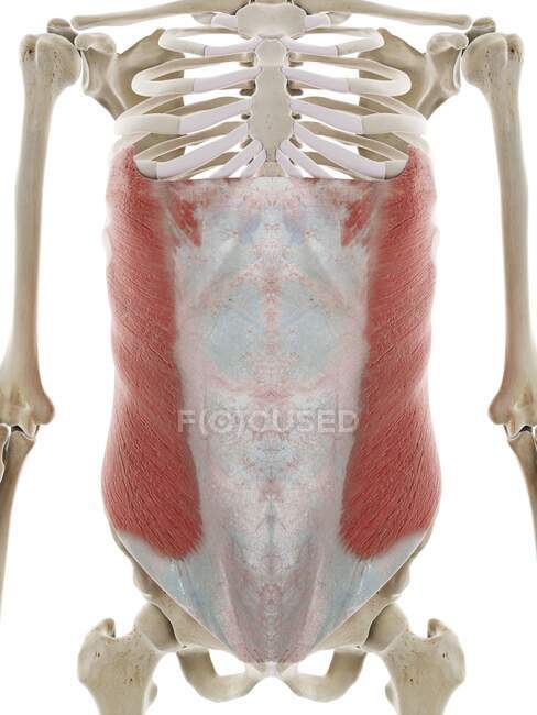Músculos abdominales oblicuos externos, ilustración por ordenador - foto de stock