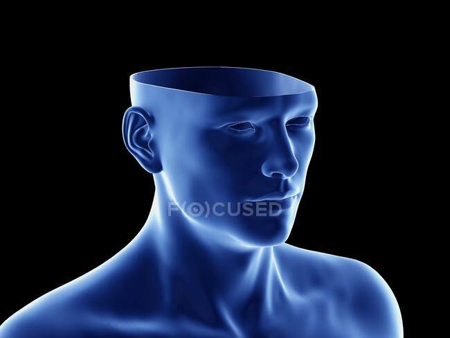 Анатомія голови, комп'ютерна ілюстрація. — стокове фото