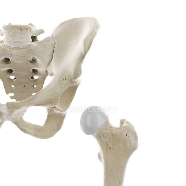 Articulation de la hanche, illustration informatique — Photo de stock