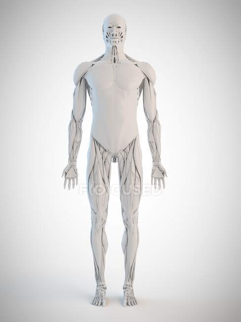 Анатомія людини, комп'ютерна ілюстрація — стокове фото