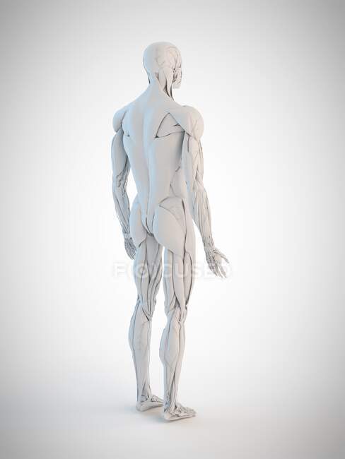 Anatomía humana, ilustración por ordenador - foto de stock