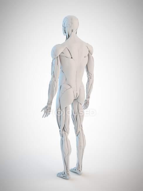 Анатомія людини, комп'ютерна ілюстрація — стокове фото