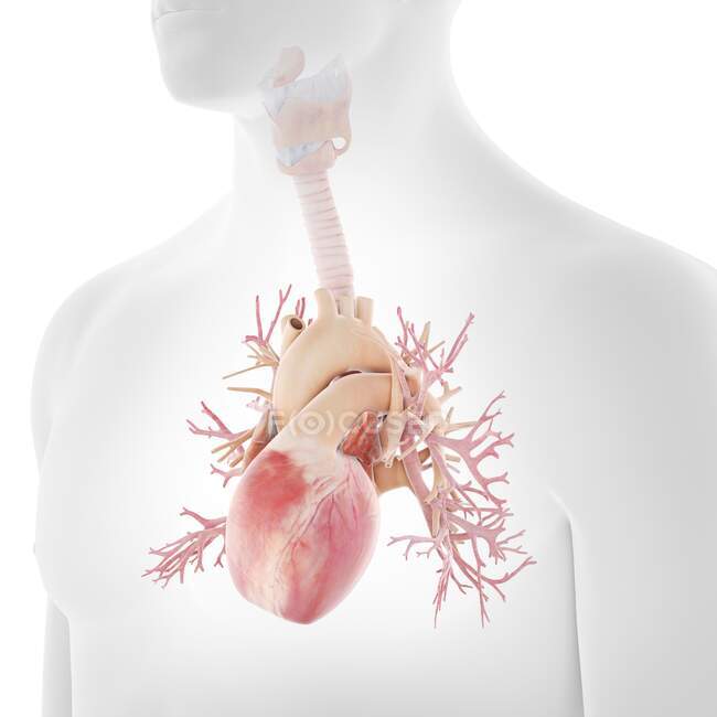 Human bronchi and heart, illustration — Stock Photo