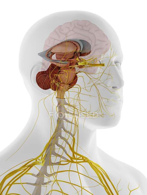 Внутрішня анатомія мозку, ілюстрація . — стокове фото