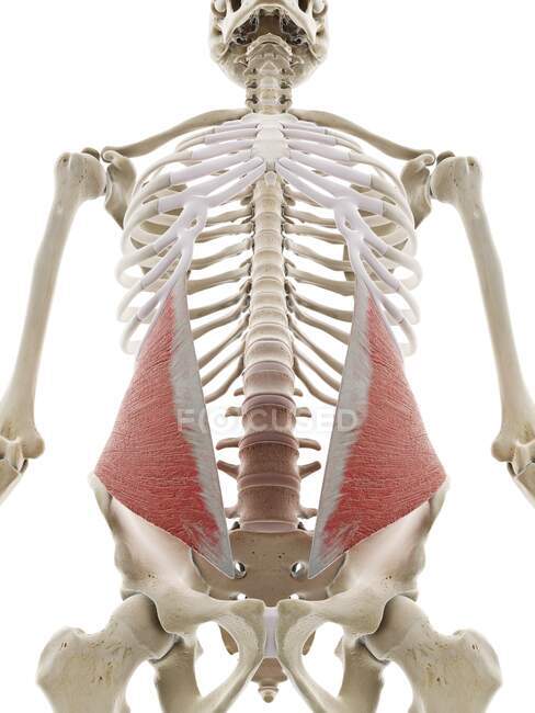 Músculo abdominal oblicuo interno, ilustración. - foto de stock