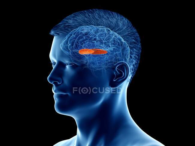 Globo pálido lateral del cerebro, ilustración por ordenador - foto de stock