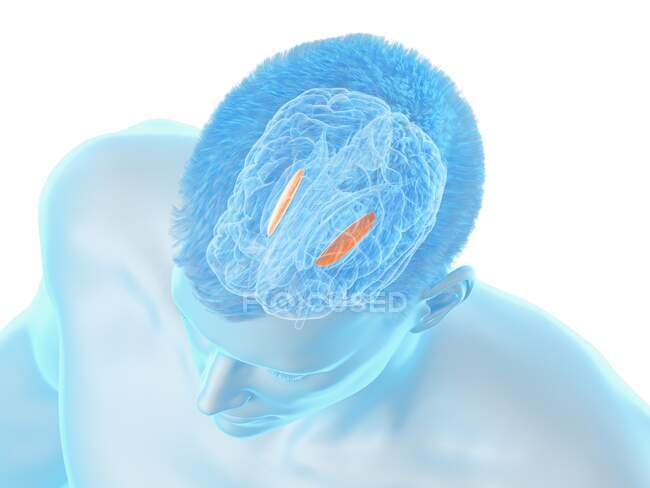 Pallido globoso laterale del cervello, illustrazione al computer — Foto stock