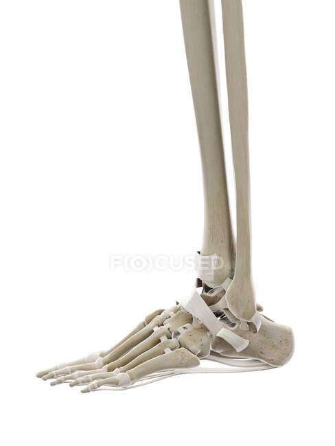 Ligaments of foot, computer illustration — Stock Photo