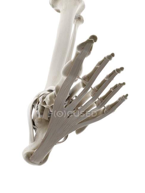 Ligaments of foot, computer illustration — Stock Photo