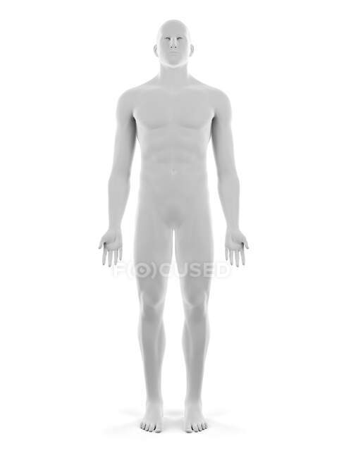 Corpo maschile, illustrazione per computer — Foto stock