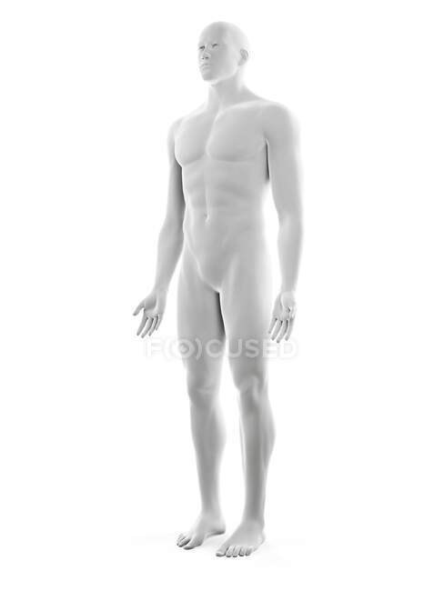 Чоловіче тіло, комп'ютерна ілюстрація — стокове фото
