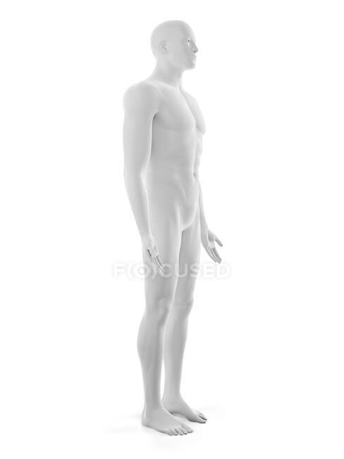 Чоловіче тіло, комп'ютерна ілюстрація — стокове фото