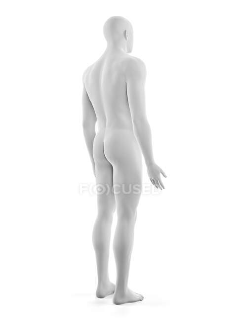 Männlicher Körper, Computerillustration — Stockfoto