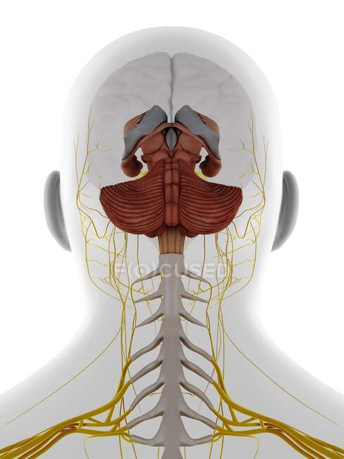 Мужские нервы головы и шеи и головного мозга, иллюстрация. — стоковое фото