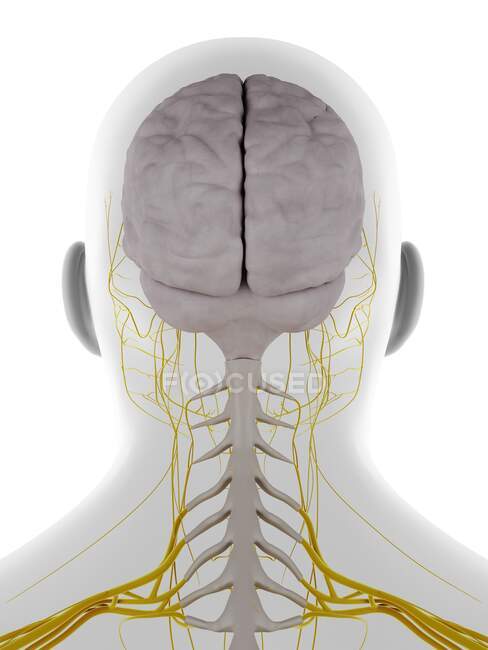 Head and neck nerves, illustration — Stock Photo