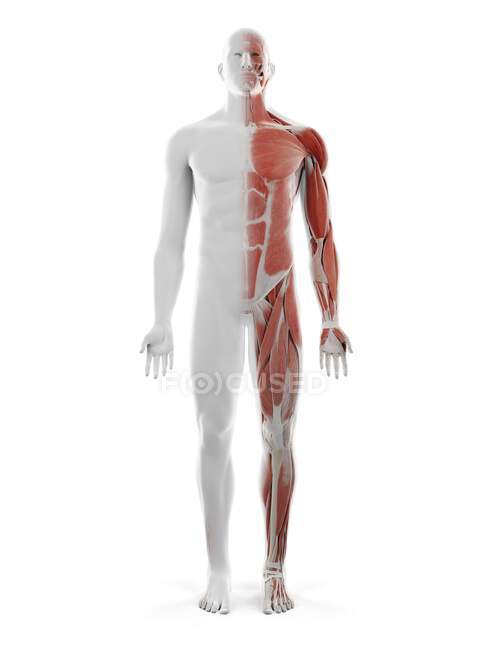 Sistema muscular masculino, ilustración por ordenador - foto de stock