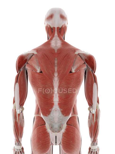 Músculos de la espalda, ilustración por ordenador - foto de stock