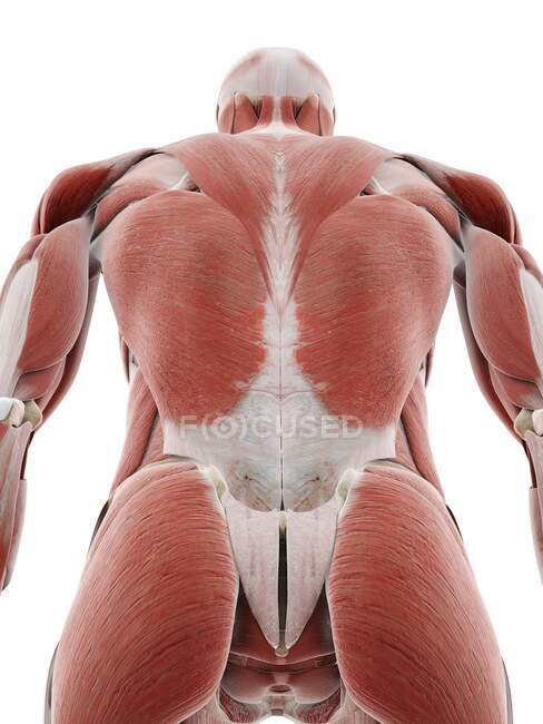 Muscoli della schiena, illustrazione del computer — Foto stock