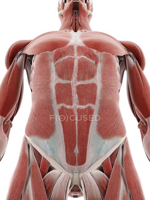 Abdomen muscular, ilustración por ordenador - foto de stock