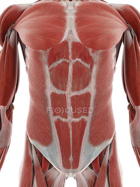 Abdomen muscular, ilustración por ordenador - foto de stock