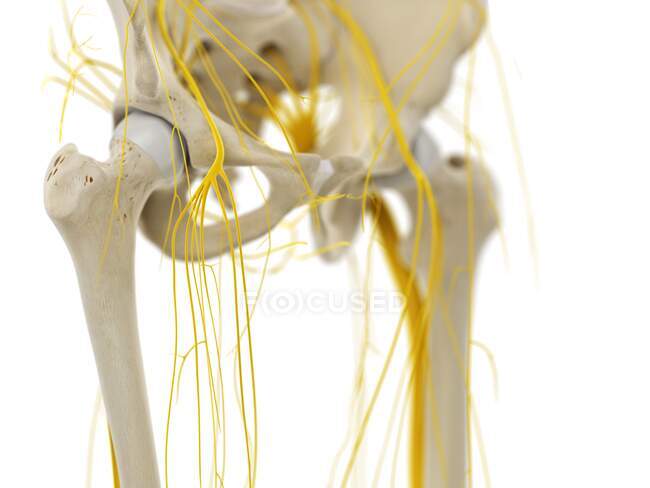 Nervios pélvicos, ilustración por computadora - foto de stock