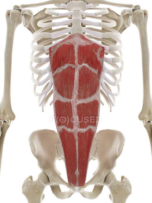 Músculo del recto abdominal, ilustración por ordenador - foto de stock