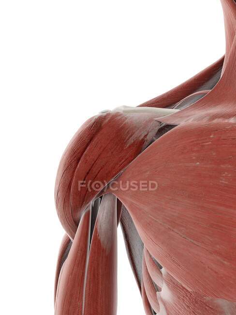 Shoulder muscle, computer illustration — Stock Photo