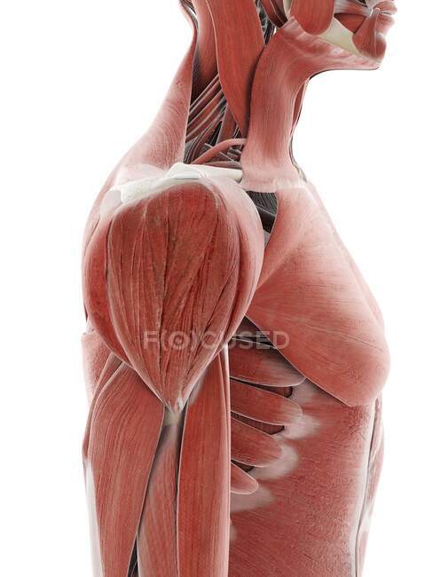 Shoulder muscle, computer illustration — Stock Photo
