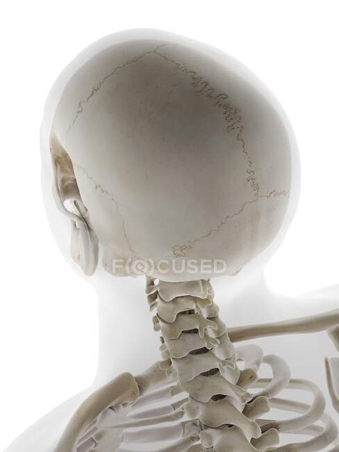 Human Skull, computer illustration — Stock Photo