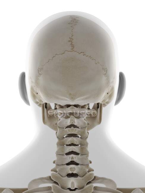 Human skull, computer illustration — Stock Photo