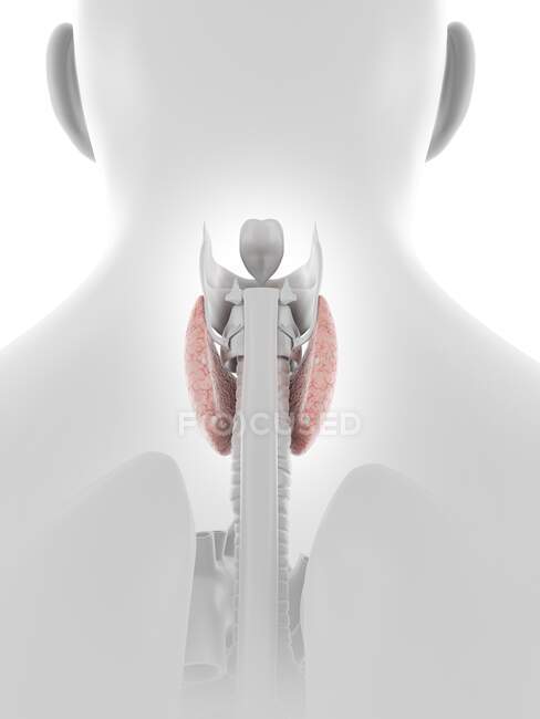 Glande thyroïde, illustration informatique — Photo de stock