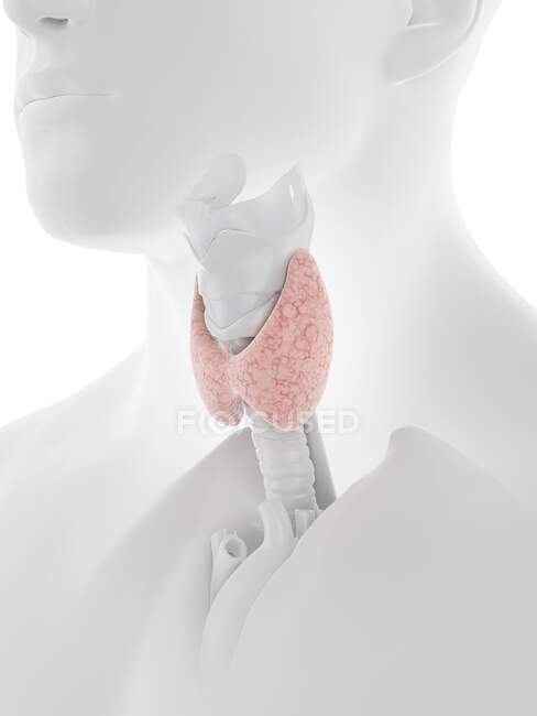 Залоза щитовидної залози, комп'ютерна ілюстрація — стокове фото
