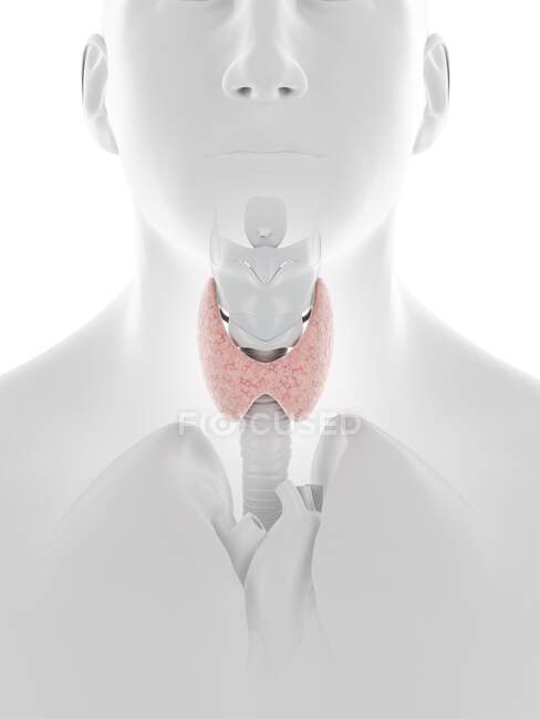 Thyroid gland, computer illustration — Stock Photo