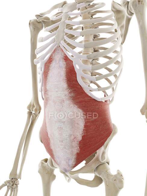 Muscle abdominal transversus, illustration informatique — Photo de stock
