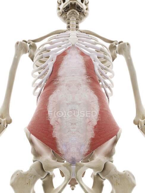 Transversus abdominis muscular, ilustración por ordenador - foto de stock