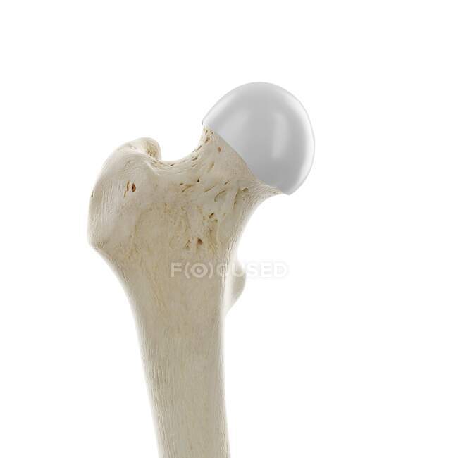 Upper femur joint, computer illustration — Stock Photo