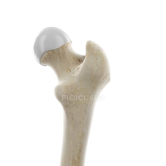 Upper femur joint, computer illustration — Stock Photo
