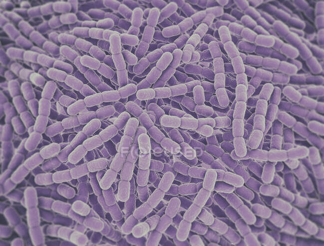 Bactérias Streptococcus pneumoniae (pneumococos), ilustração computacional. Estas bactérias Gram-positivas esféricas são geralmente encontradas em pares. Eles colonizam o trato respiratório assintomaticamente em portadores saudáveis, mas podem causar pneumonia — Fotografia de Stock
